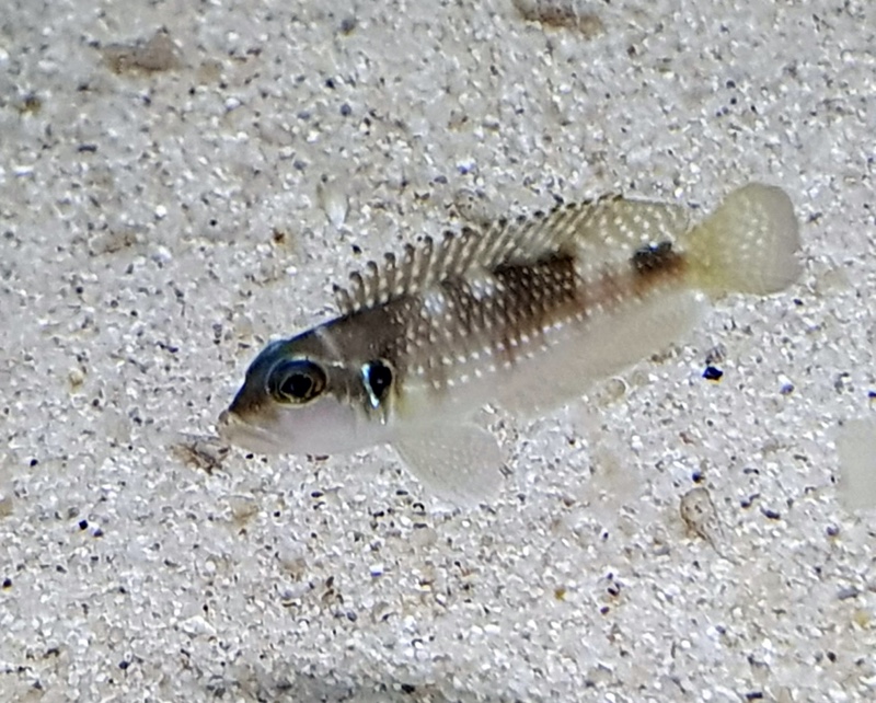 Lamprologus meleagris 'Bilila (Kavala) Island'